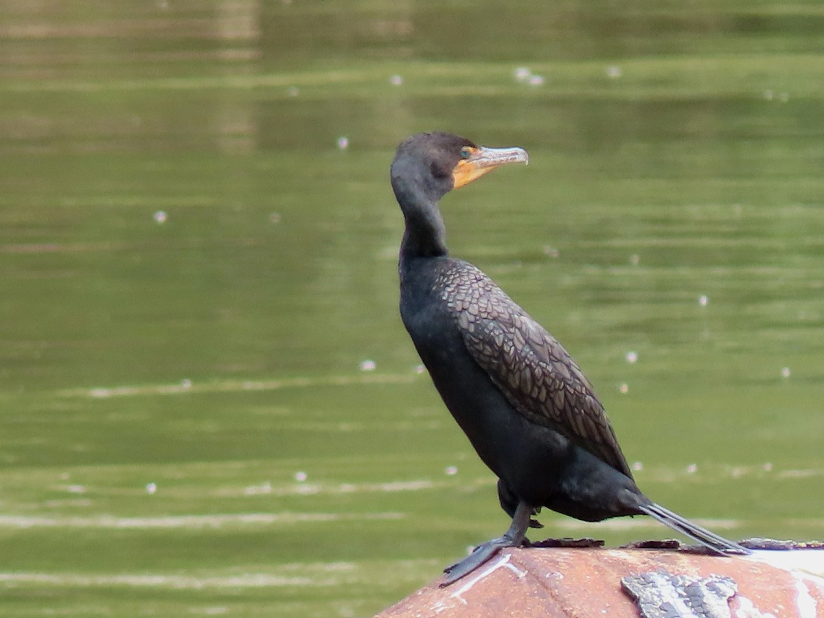 Double-crested Cormorant - Laurie Koepke