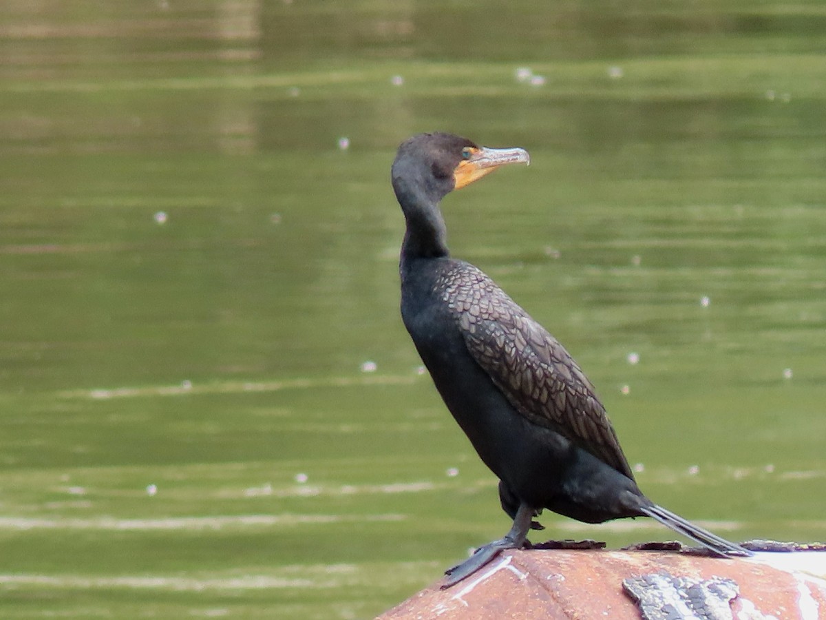 Cormorán Orejudo - ML578460321