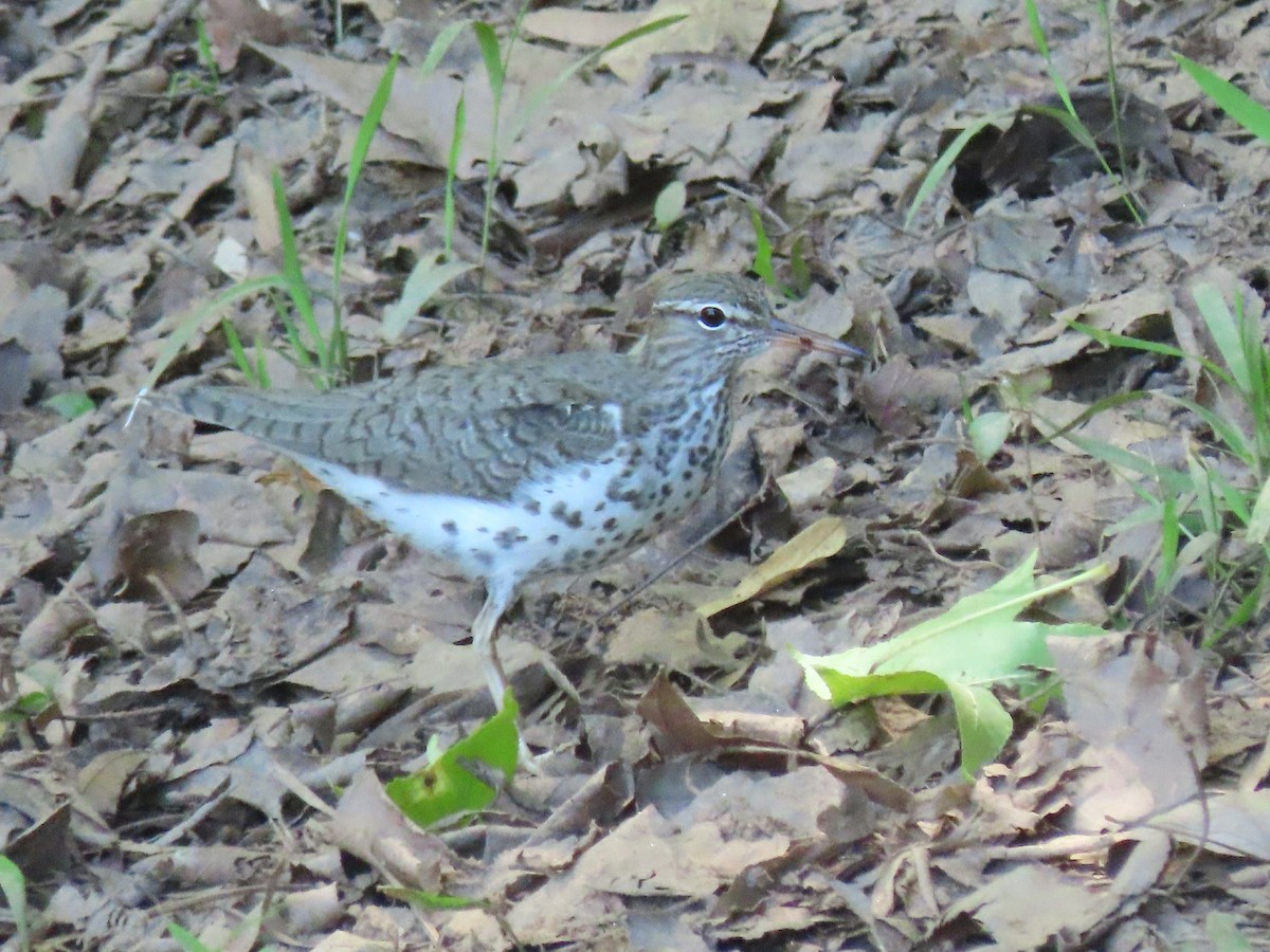 Spotted Sandpiper - Laurie Koepke