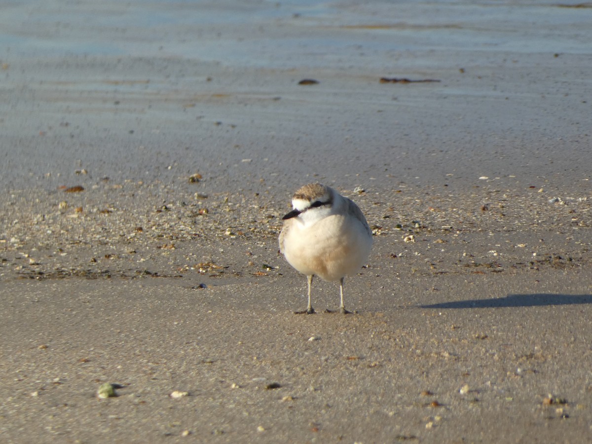 White-fronted Plover - ML578461331