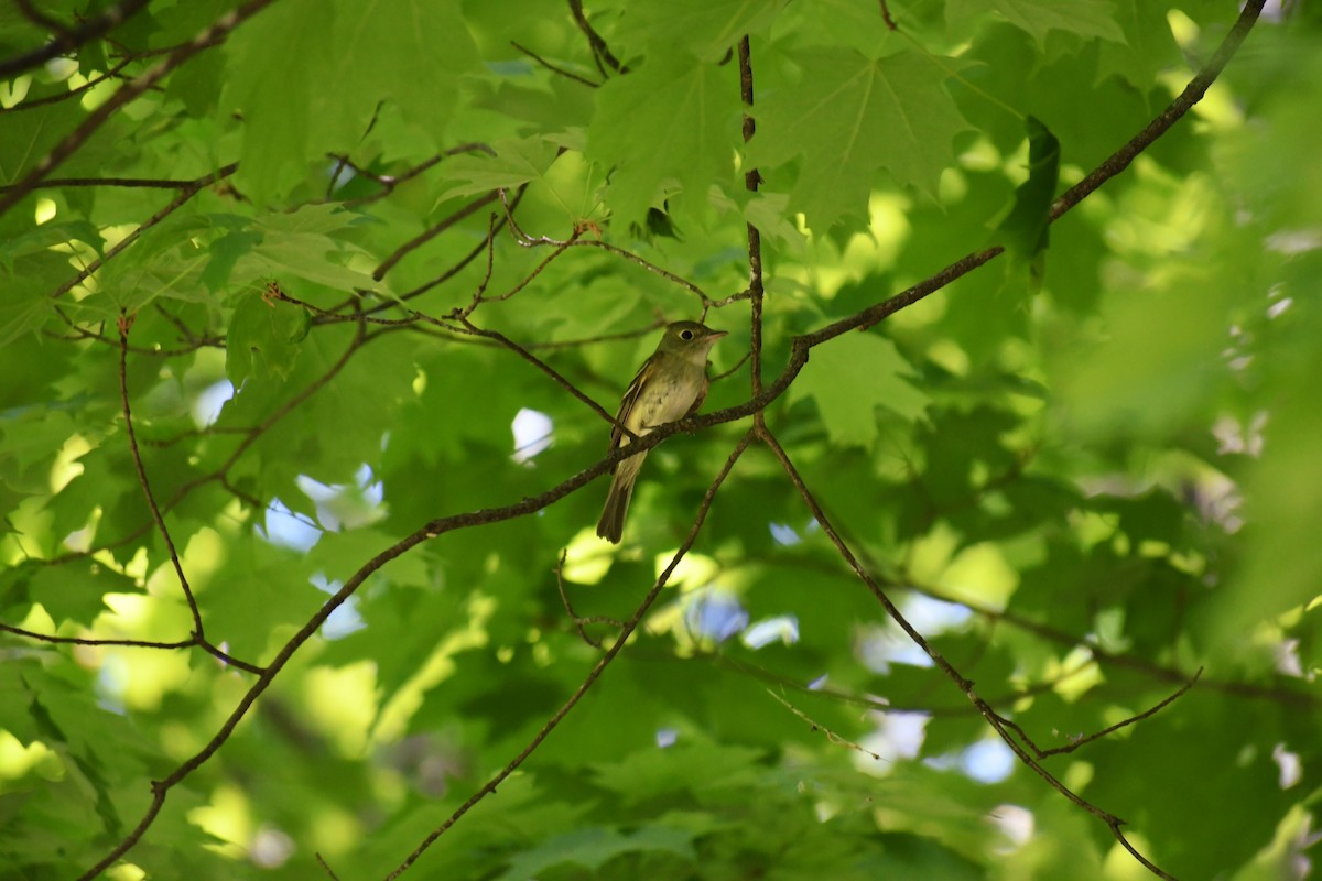Acadian Flycatcher - ML578461561