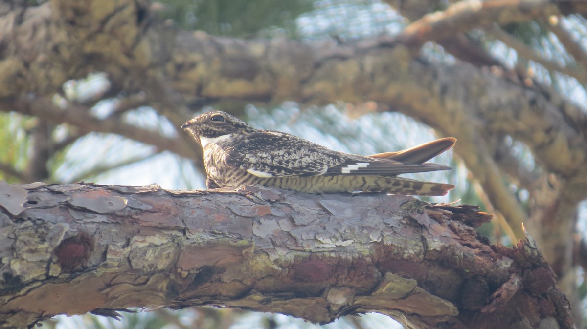 Common Nighthawk - Cade Campbell