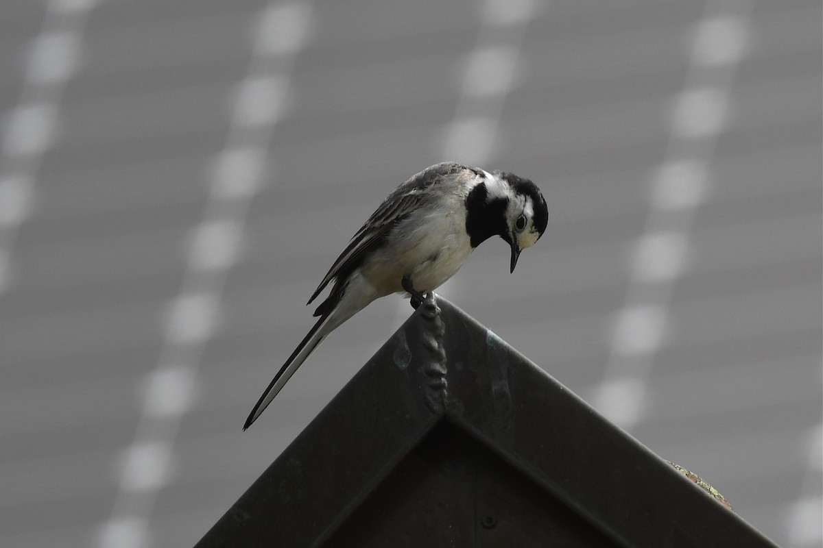 White Wagtail - ML578462941