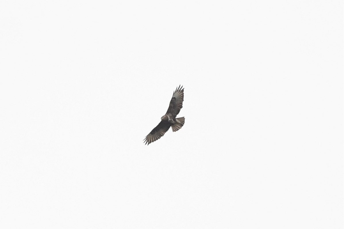 Common Buzzard - ML578463001