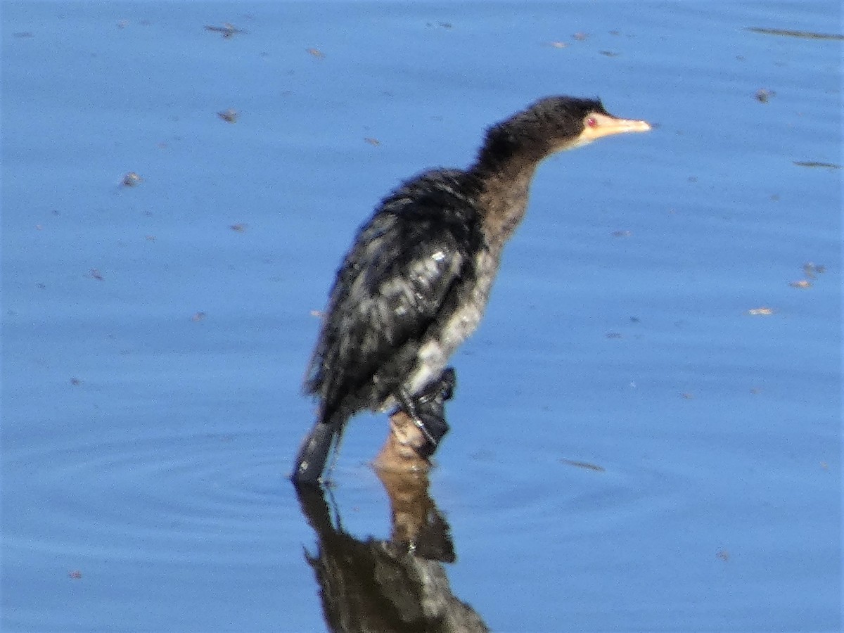 Long-tailed Cormorant - ML578463291