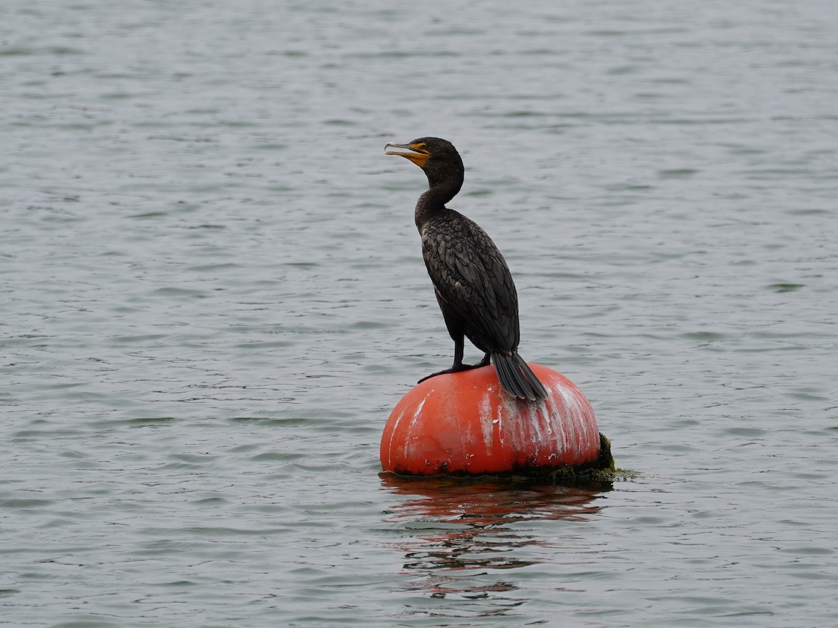 Cormoran à aigrettes - ML578463791