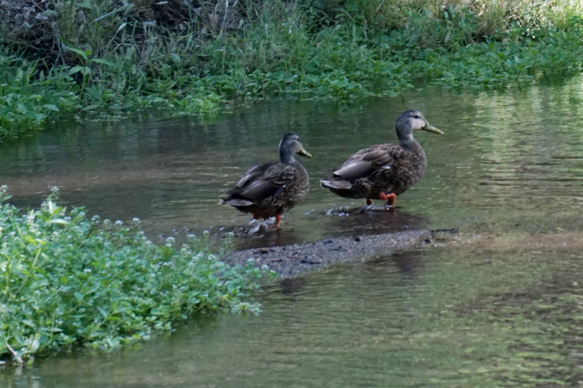 Mexican Duck - ML578464491