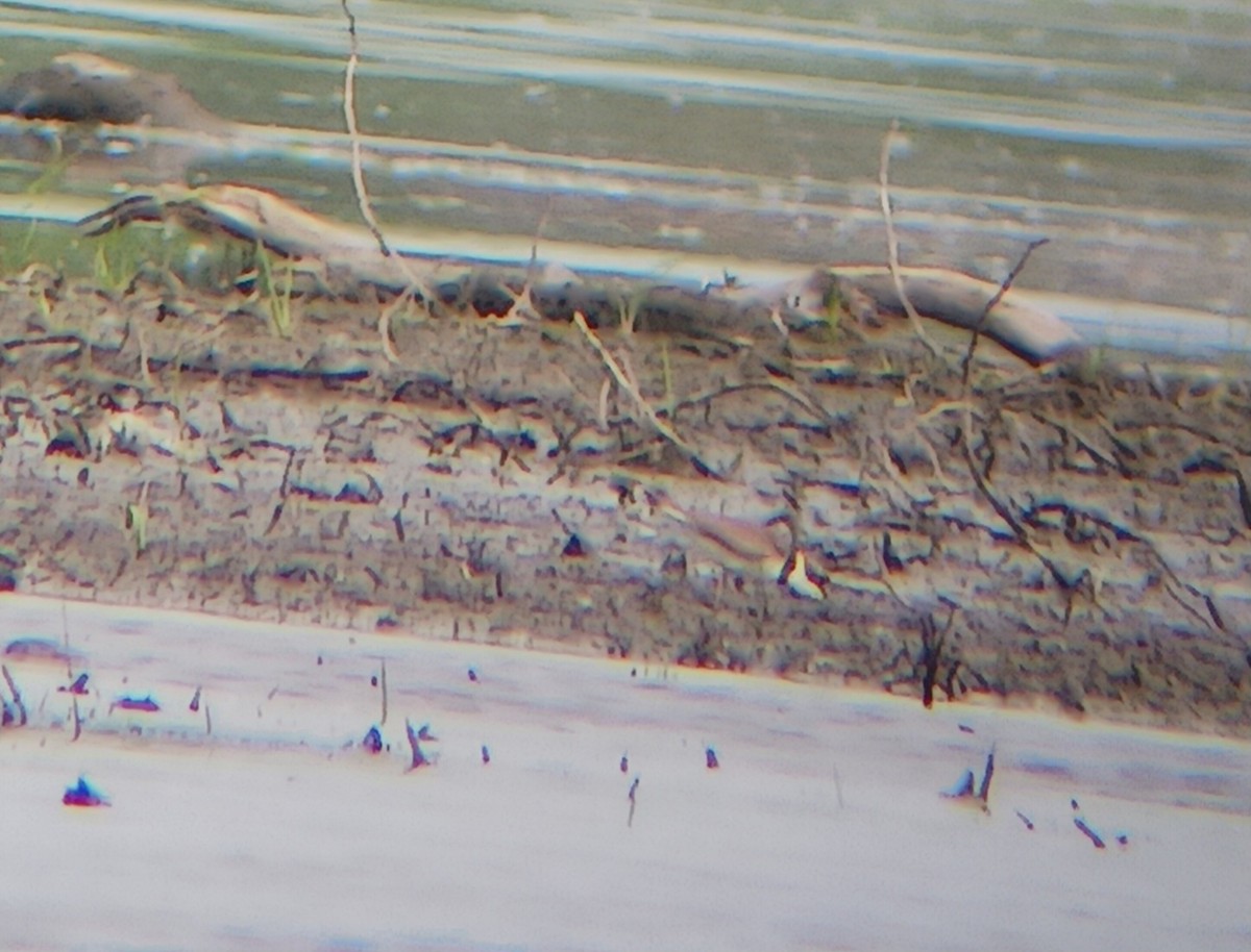 Semipalmated Plover - ML578468351