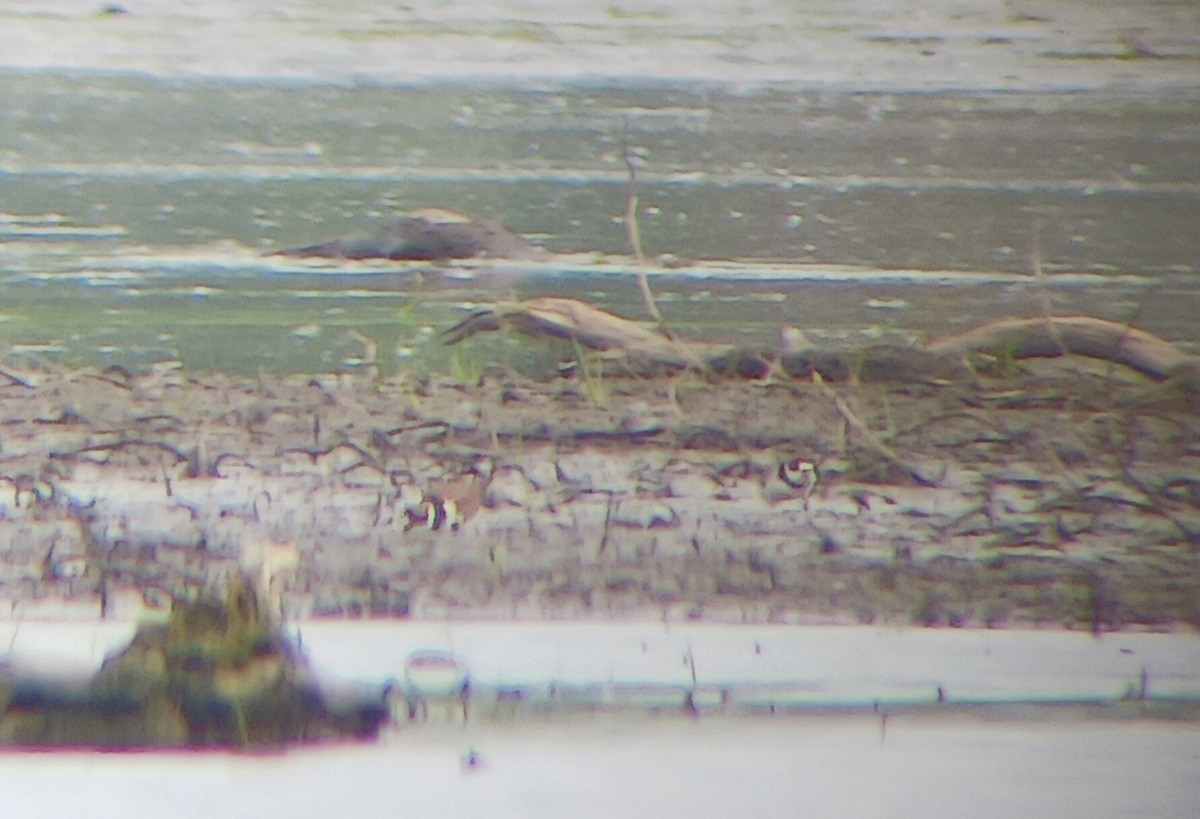 Semipalmated Plover - ML578468381