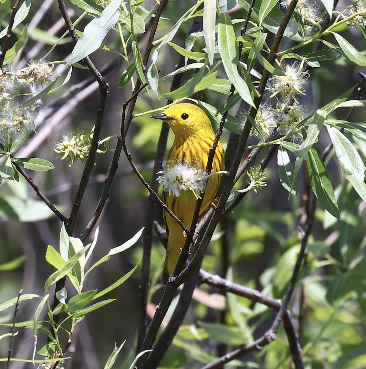 Yellow Warbler - ML578468481