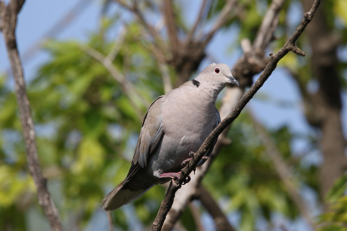 Eurasian Collared-Dove - ML578469281