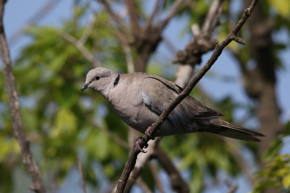 Eurasian Collared-Dove - ML578469391