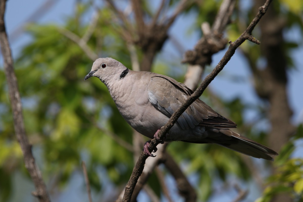 Eurasian Collared-Dove - ML578469471