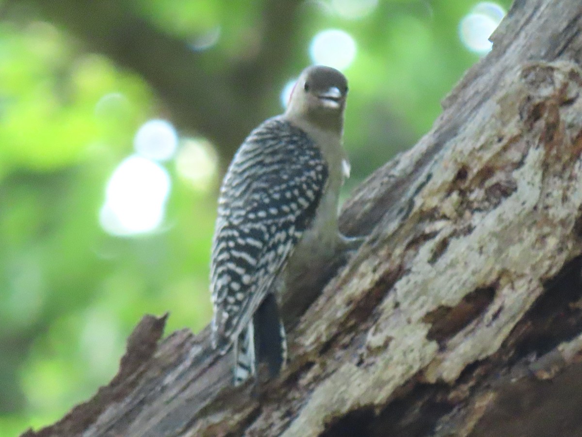 Red-bellied Woodpecker - ML578470521