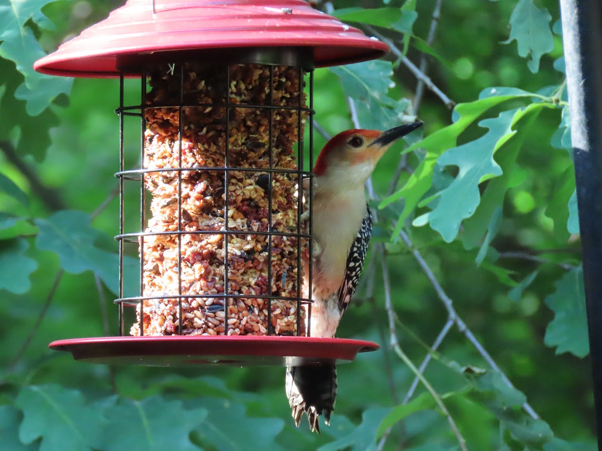Red-bellied Woodpecker - ML578470551