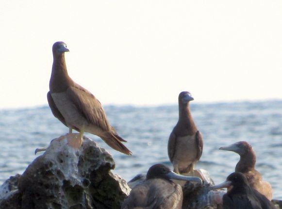 Brown Booby - ML578471171