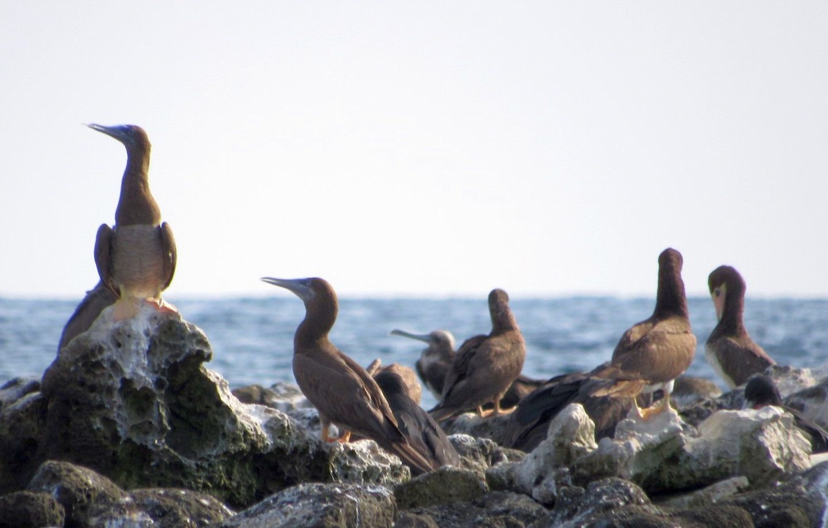 Brown Booby - ML578471181