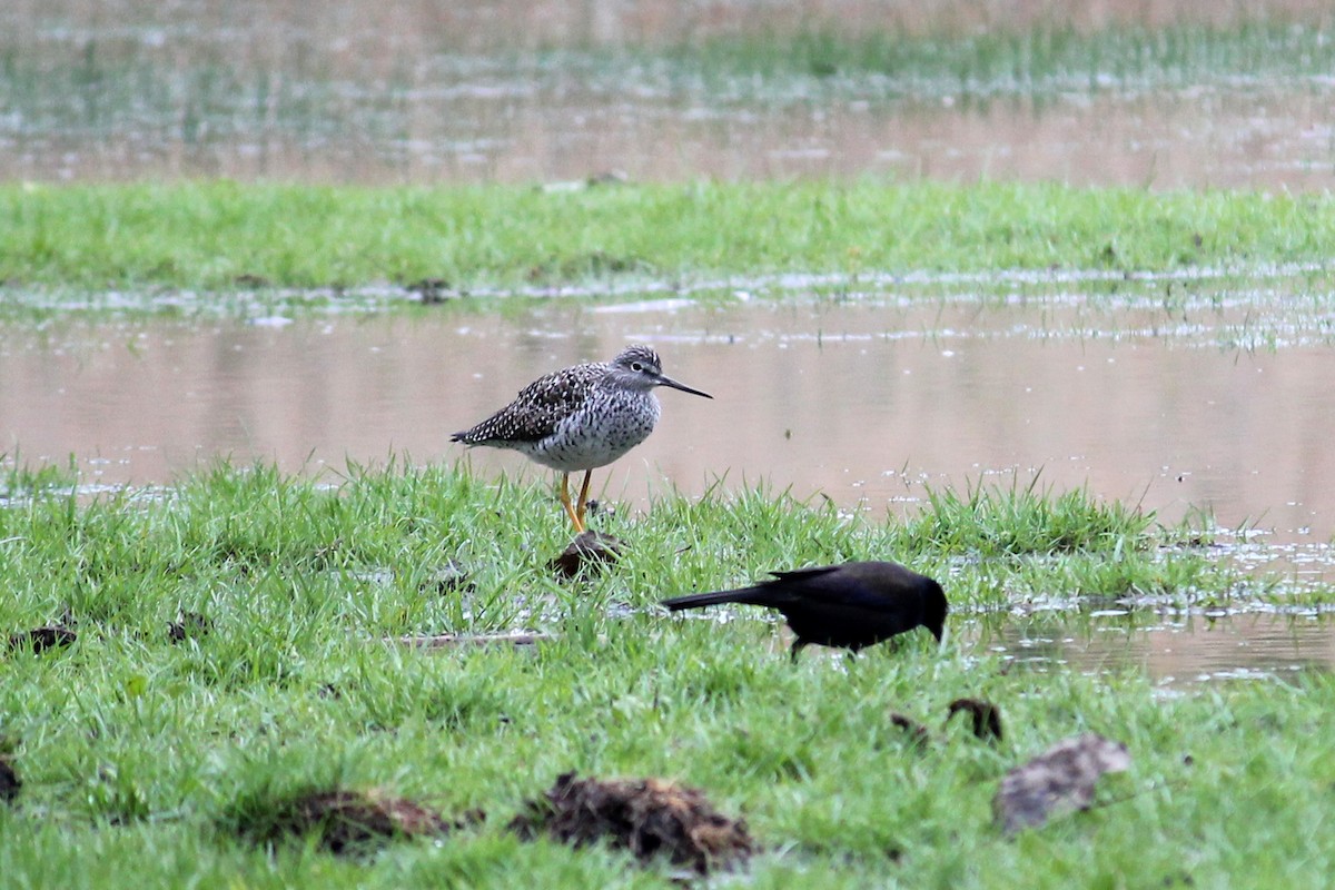Greater Yellowlegs - ML578471371