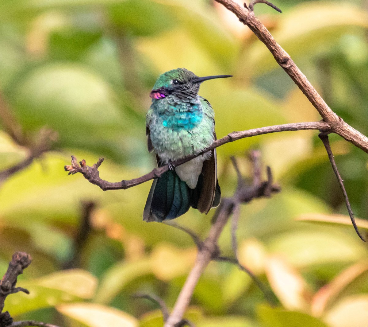 White-vented Violetear - ML578473601