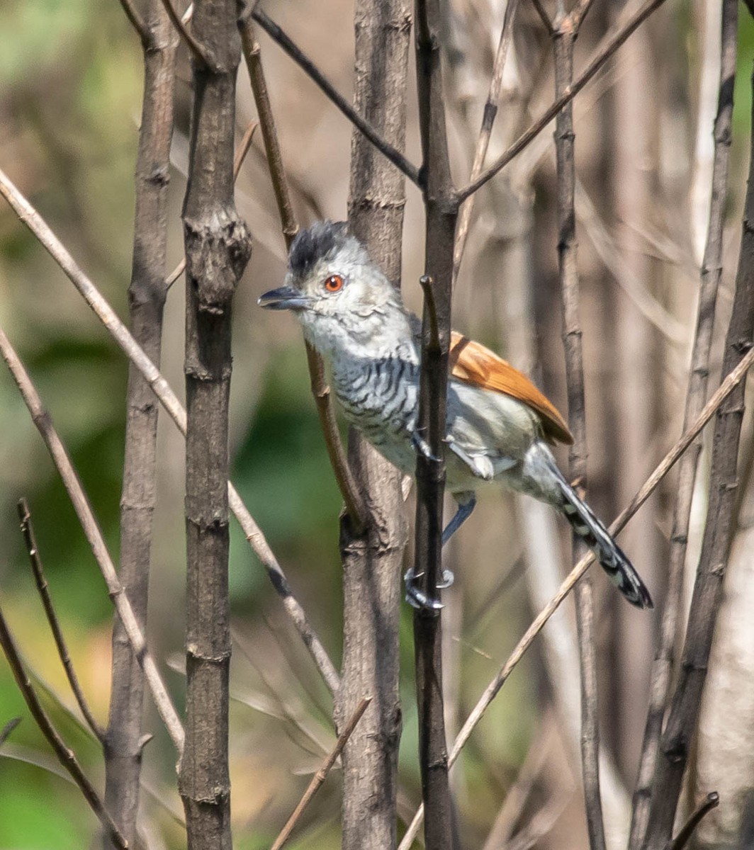 Rufous-winged Antshrike - Fernanda Fernandex