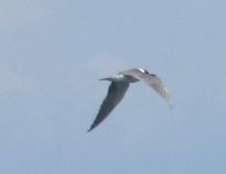 Black Tern - ML578474851