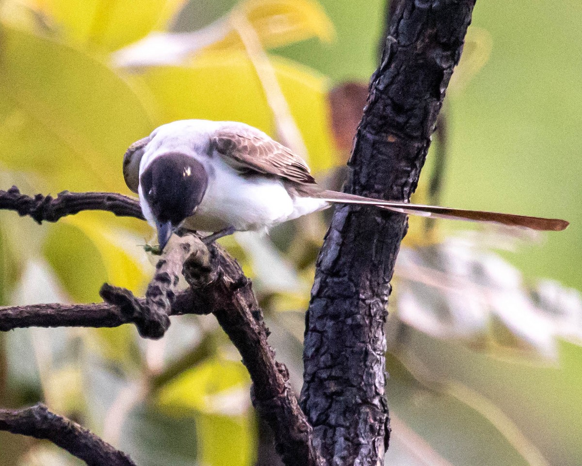 Fork-tailed Flycatcher - ML578474921