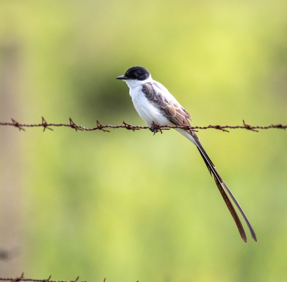 Fork-tailed Flycatcher - ML578474931