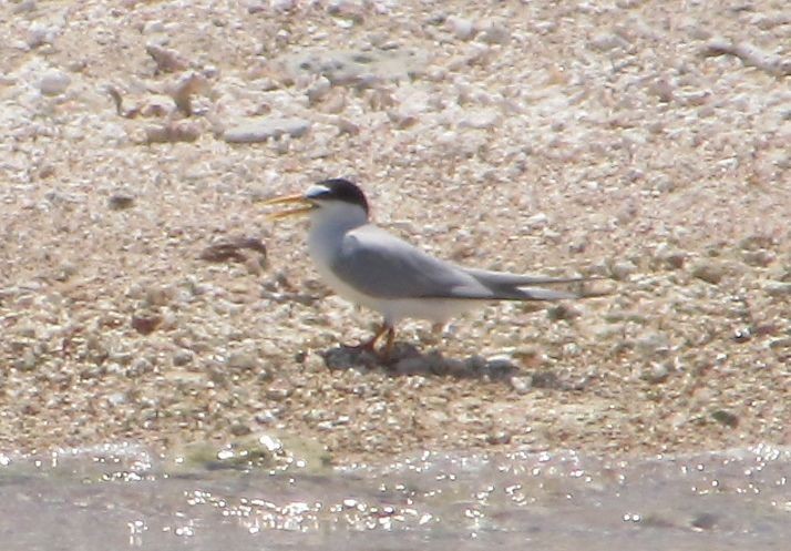 Least Tern - ML578474971