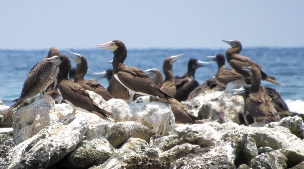 Brown Booby - ML578475161