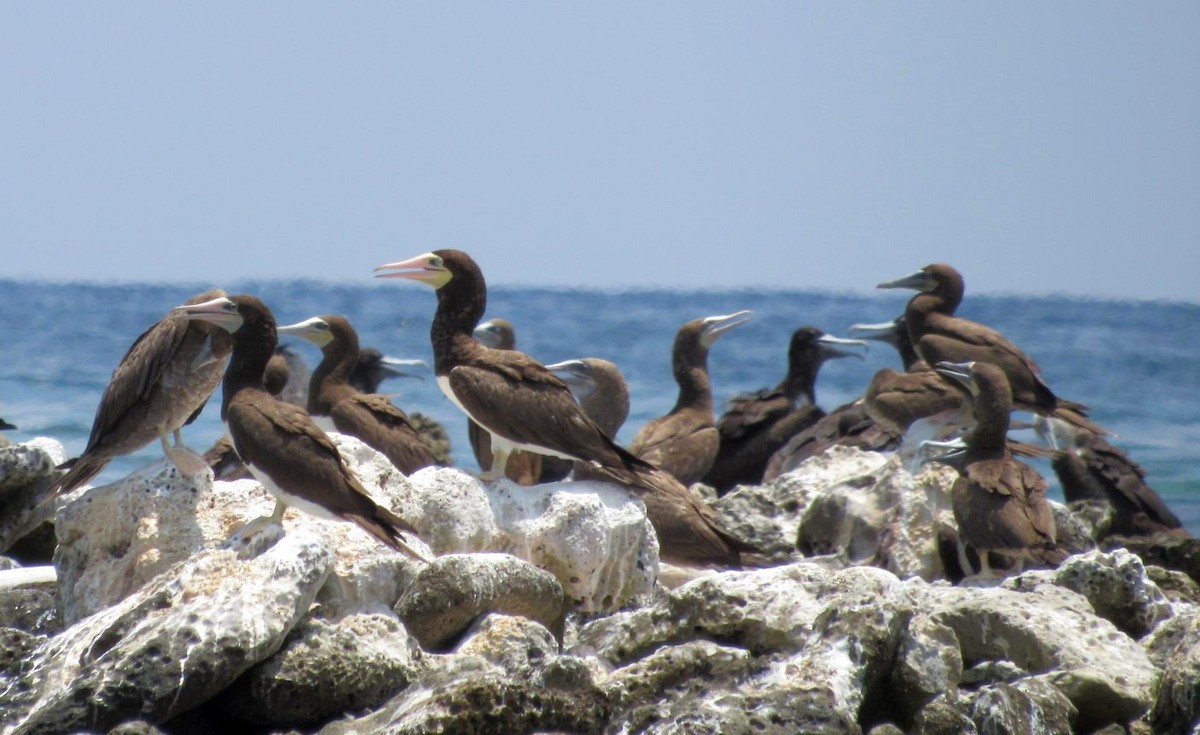 Brown Booby - ML578475181