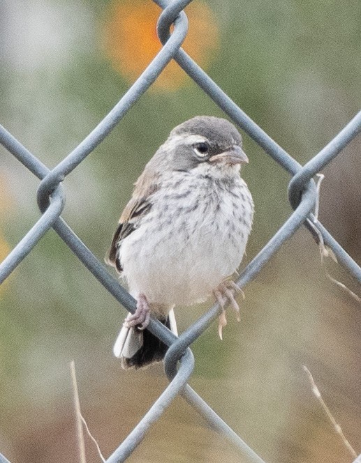 Black-throated Sparrow - ML578477321