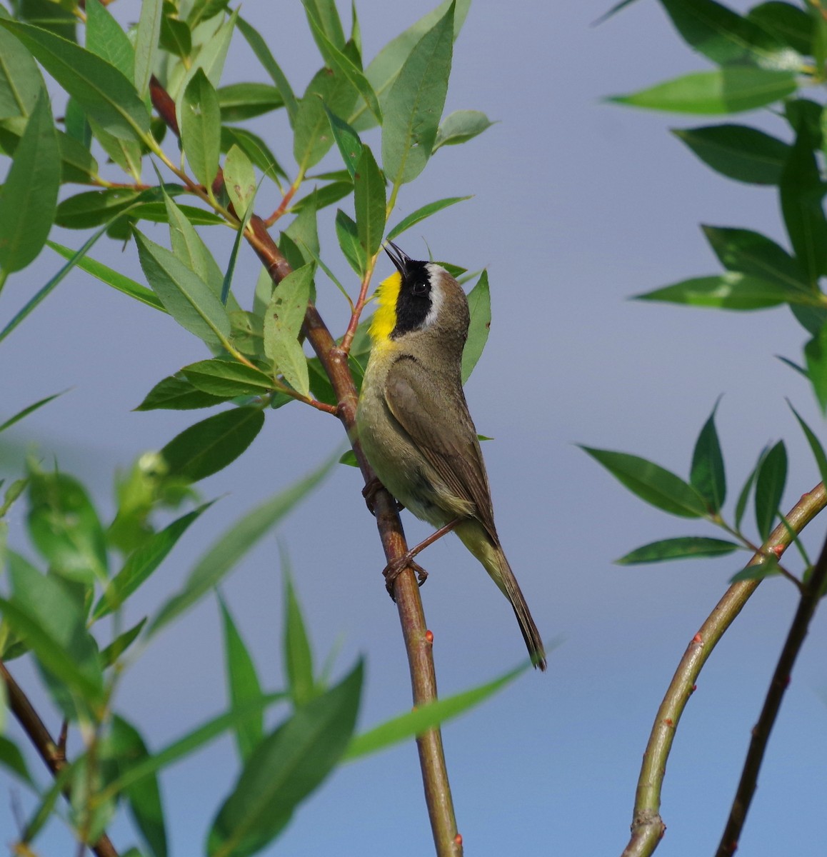 Common Yellowthroat - ML578479941