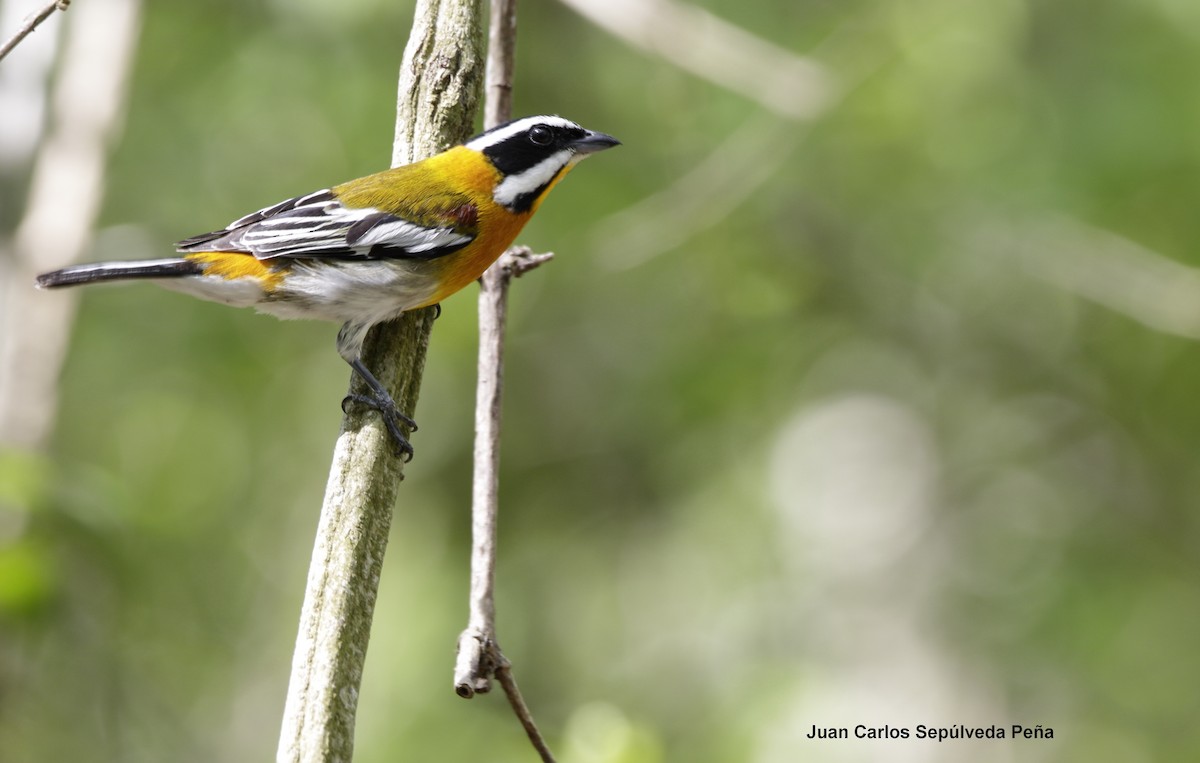 Western Spindalis - ML57848011