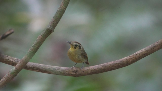 Golden-crowned Spadebill - ML578480161