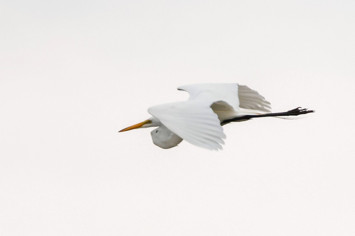 Grande Aigrette (egretta) - ML578481261