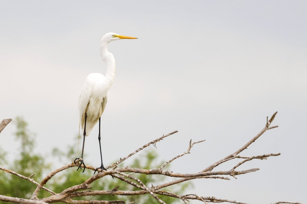 ダイサギ（egretta） - ML578481271