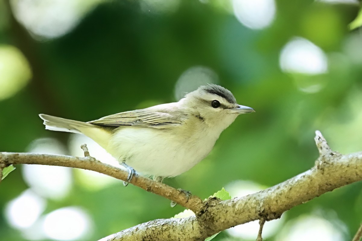 Red-eyed Vireo - Alan Mitchnick