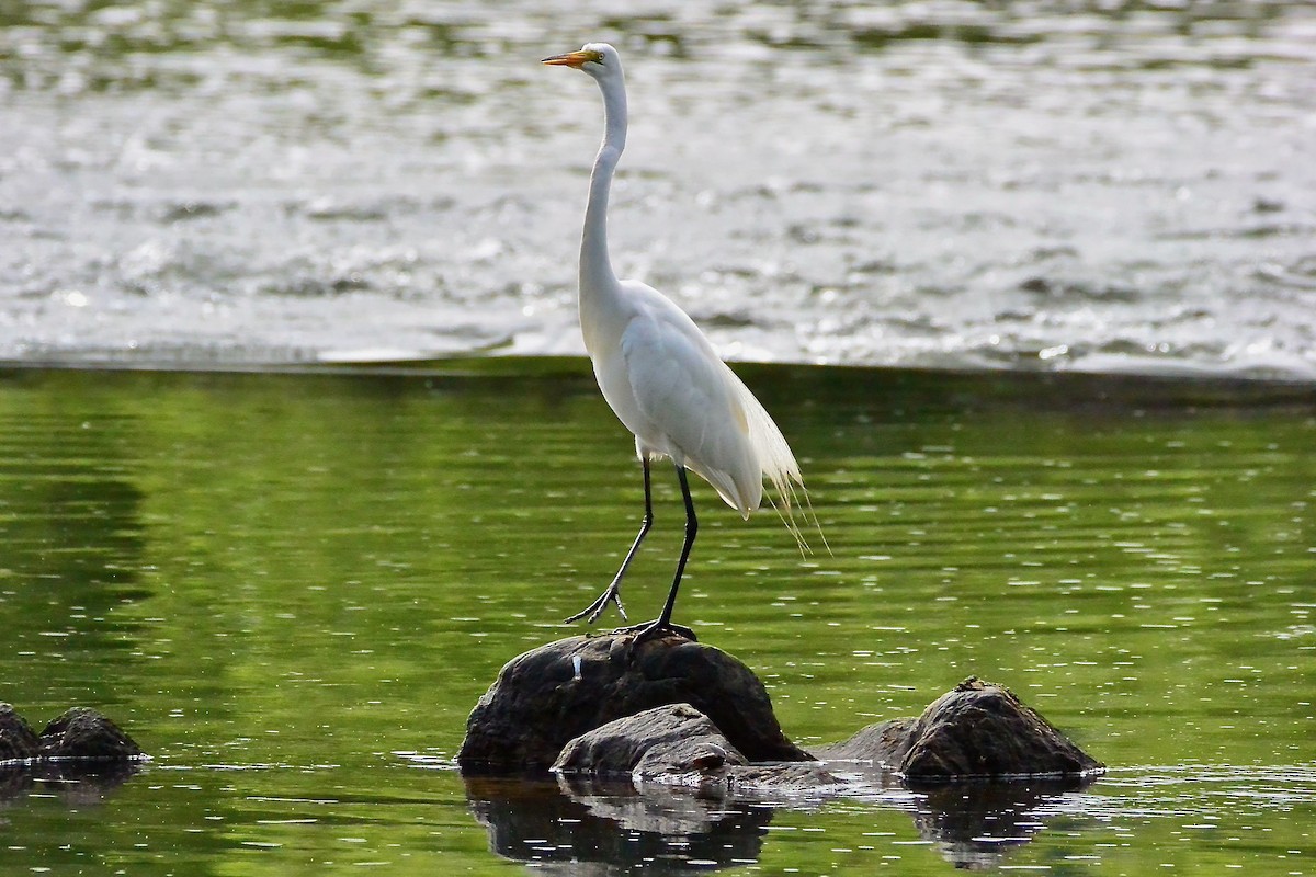 Great Egret - ML578482371