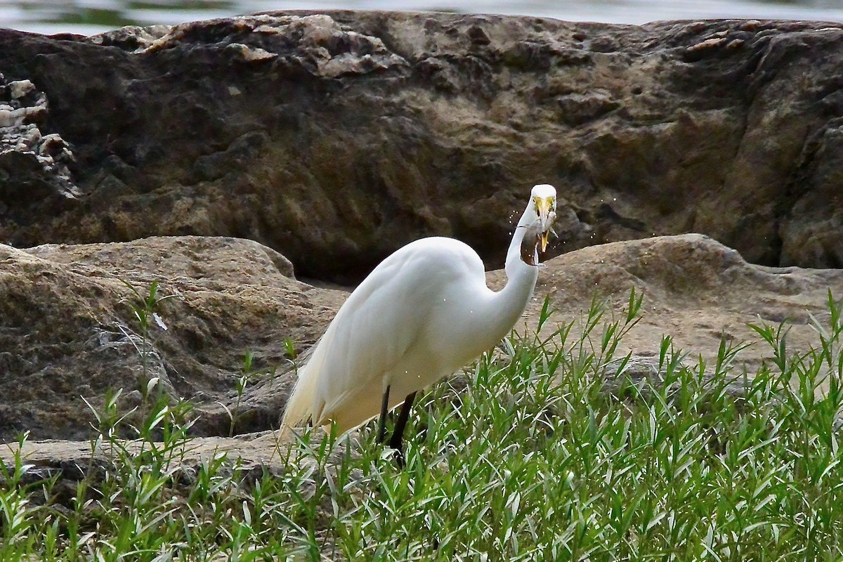 Great Egret - ML578482571