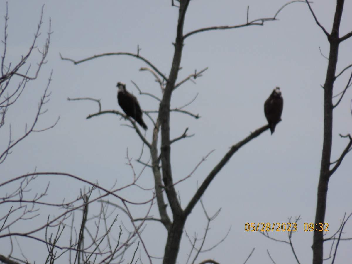 Osprey - ML578482791