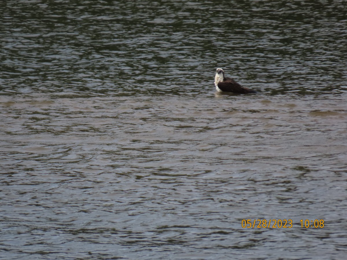 Balbuzard pêcheur - ML578483461