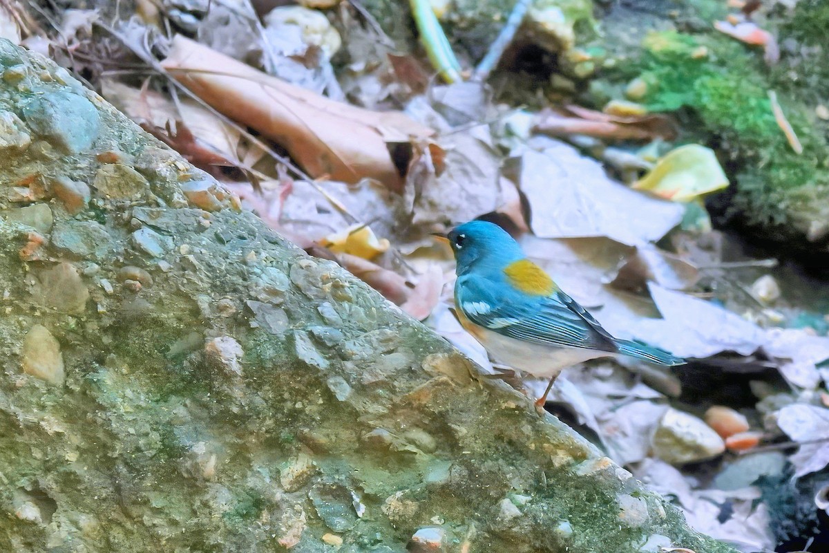 Northern Parula - Alan Mitchnick