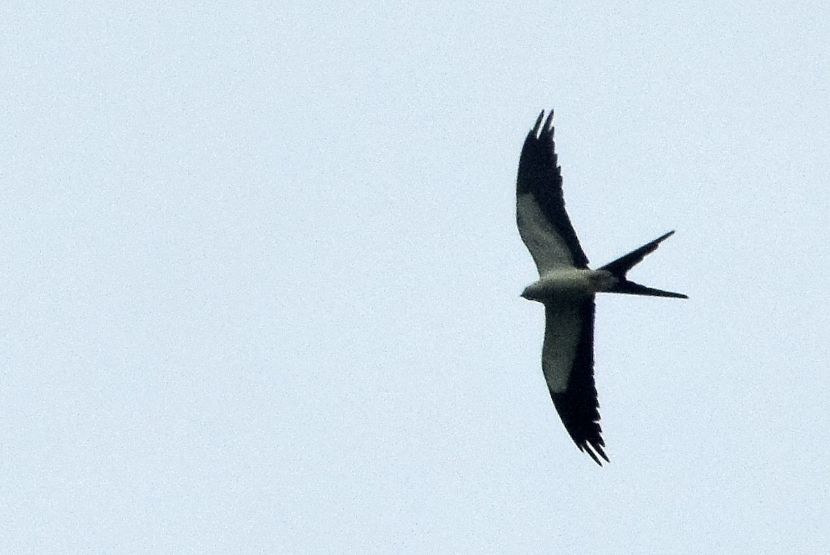 Swallow-tailed Kite - ML578484881