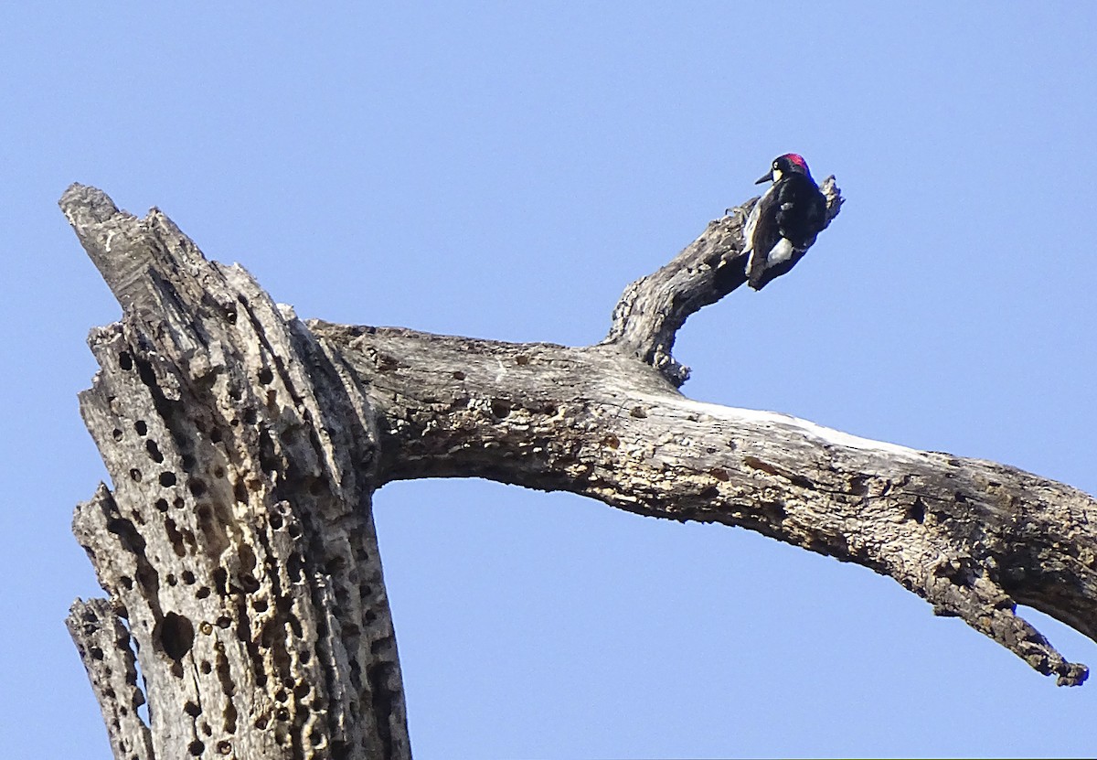 Acorn Woodpecker - ML578484951