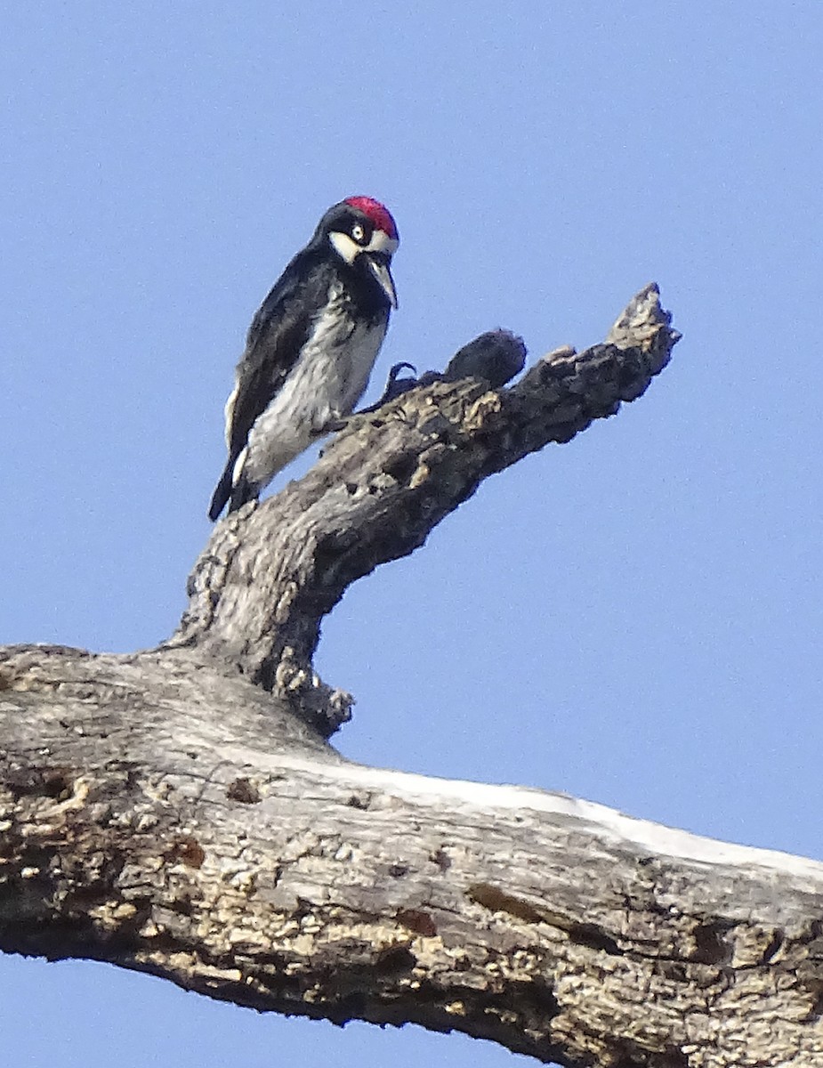 Acorn Woodpecker - ML578484961