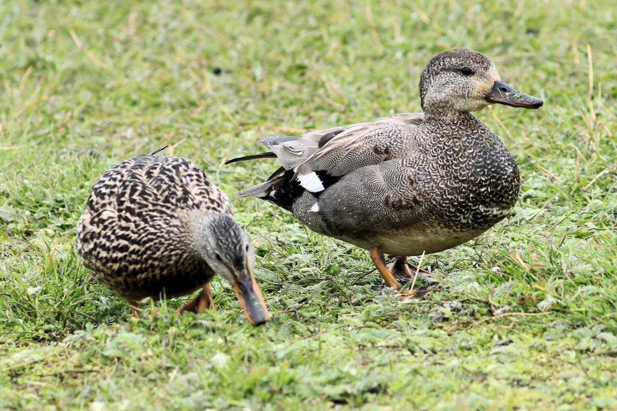 Gadwall - James Boughton