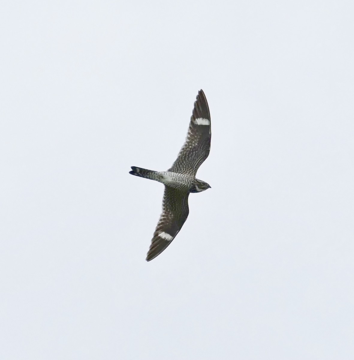 Common Nighthawk - Yve Morrell