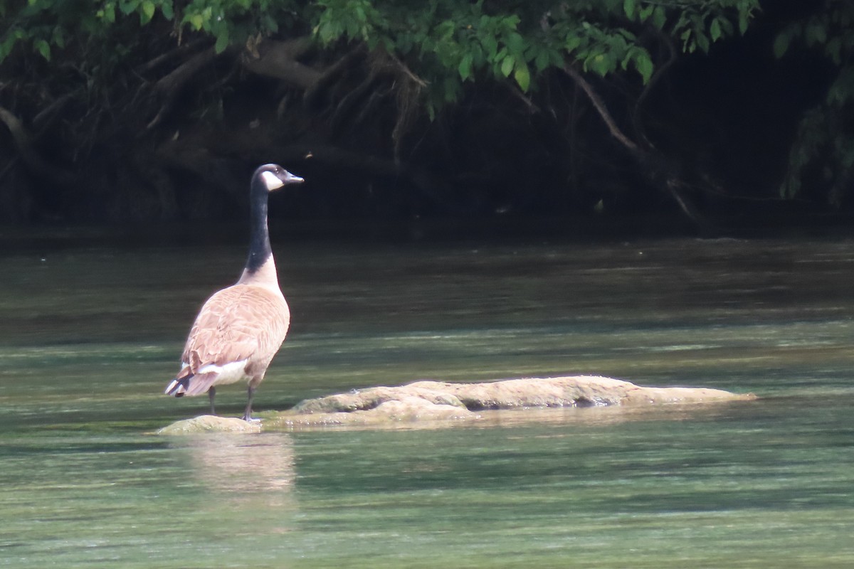 Canada Goose - ML578485431