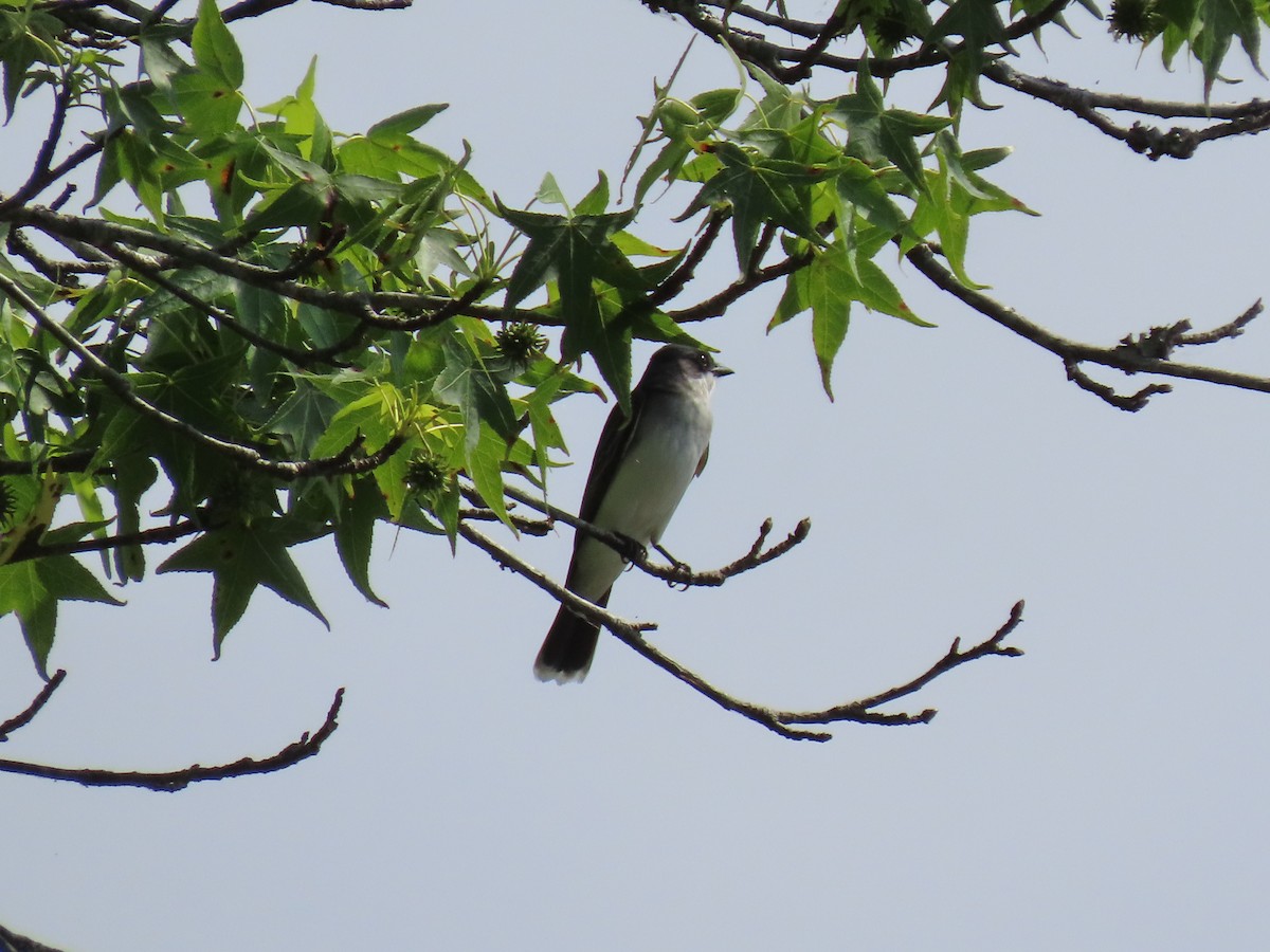 Eastern Kingbird - ML578485981