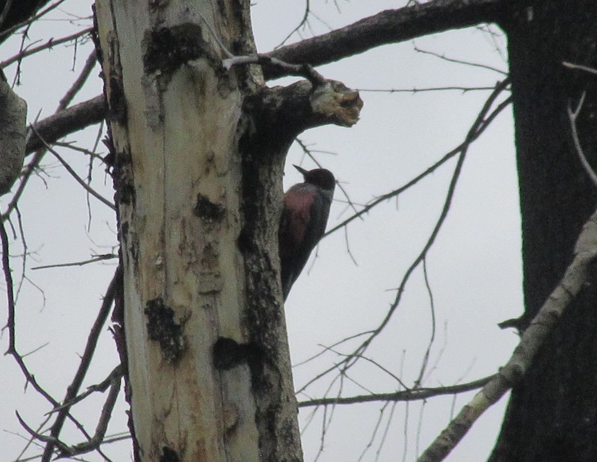 Lewis's Woodpecker - ML578486201